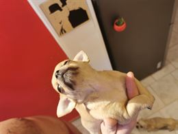 Foto 6 Cuccioli di Razza Chihuahua disponibili