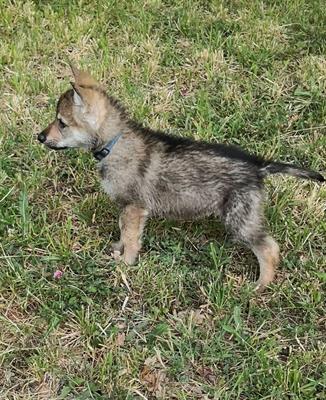 Cuccioli di cane lupo cecoslovacco - Foto 4