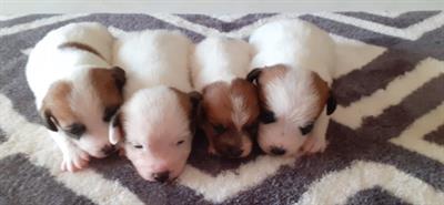 Cucciolata di Jack Russell Terrier