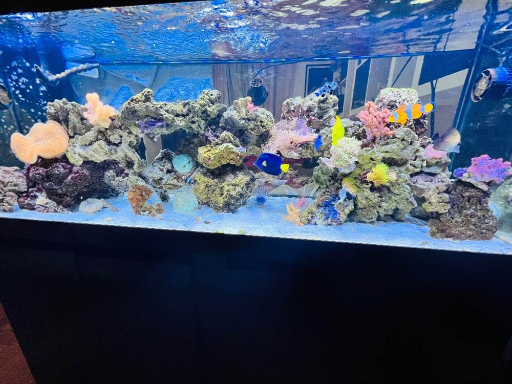 Acquario Rettangolare Diversa 50x30x30 Cm - Vetro 5mm, Capacità 45 Litri