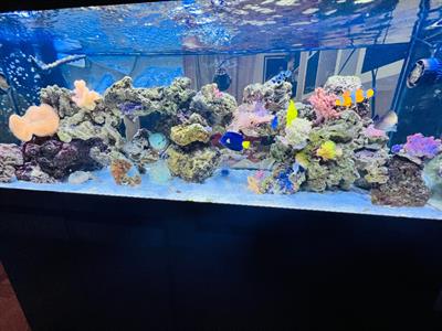 Acquario Marino 500 litri