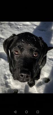 Cuccioli di labrador retriever con pedigree