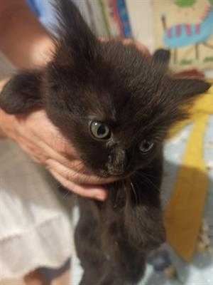 Regalo Gattina