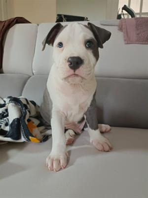 Cucciolo amstaff