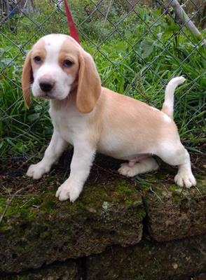 Cuccioli Razza Beagle - Foto 4