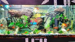 Acquario Juwel 200LT + Mobile+SvariatiACCESSORI Milano