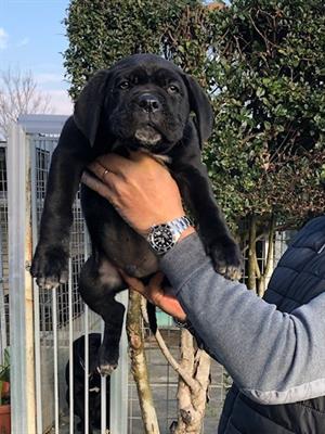 Cuccioli di cane corso con pedigree