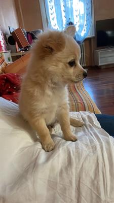 Cucciolo da compagnia