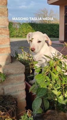 REGALO CUCCIOLI DI CANE