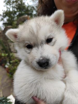 Siberian Razza husky puri disponibili - Foto 2