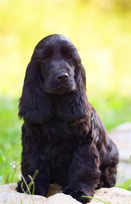 Cocker Spaniel Inglese cucciolo in vendita