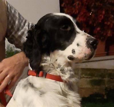 Setter inglesi