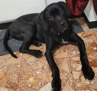 Cucciola Cane Corso