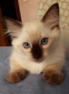 Gattini di ragdoll