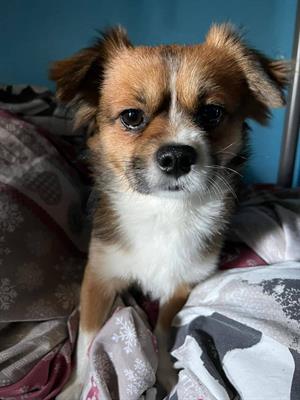 Toby - chihuahua mexicano