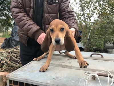 Cucciolo segugio