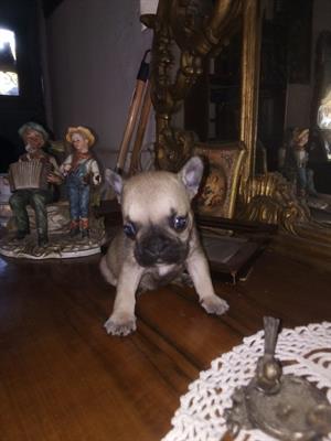 Cucciolo bulldog francese