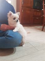 Foto 4 Chihuahua con Pedigree, a pelo lungo, genitori visibili