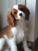 Cuccioli cavalier King