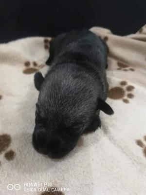 Schnauzer sale e pepe