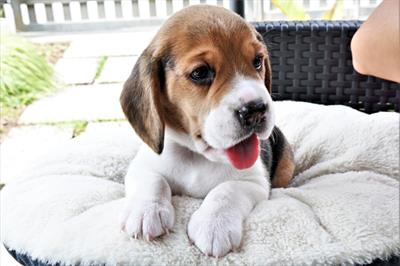 Cuccioli di Razza beagle - Anteprima 1