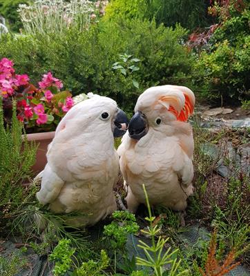 Cacatua delle mollucche