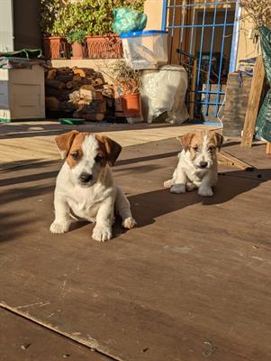 Cuccioli di Jack Russell