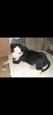 Amstaff blu