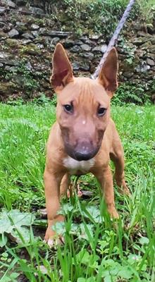 Bull terrier miniature