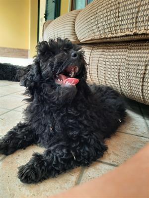 Barboncino nano cucciolo, colore nero, genitori visibili - Foto 6