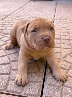 Cuccioli di Razza Pitbull Ukc red nose - Foto 6