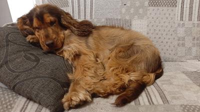 Regalo cucciolo di cocker spaniel
