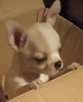 Chihuahua cucciolo maschio con pedigree ENCI - Foto 3