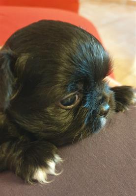 Chihuahua Bellissimo