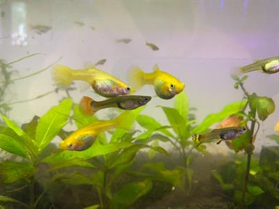 Guppy nati e cresciuti nelle mie vasche
