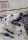 Golden adozione Piemonte e limitrofi