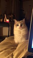 Foto 5 Ragdoll femmina di un anno cerca maschio per accoppiamento