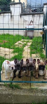 Cuccioli di bulldog francese