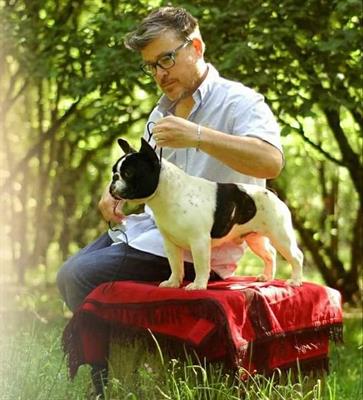 Cuccioli di Bouledogue Francese - Foto 4