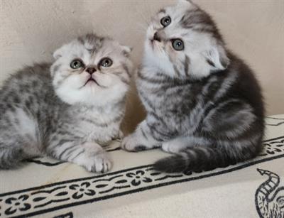 Scottish fold e straight