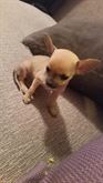 Chihuahua mini toy