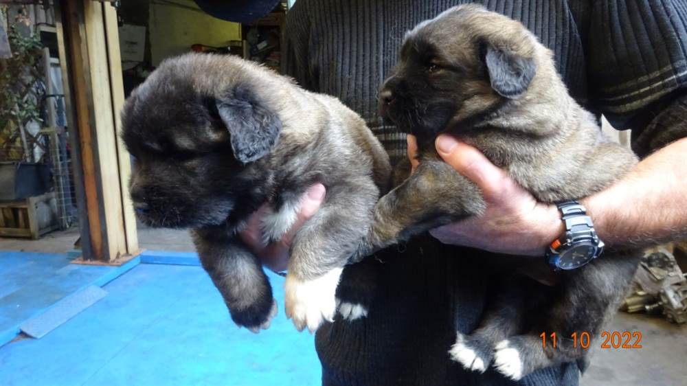 Foto 3 Cuccioli Pastore del caucaso in vendita