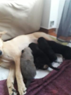 Cuccioli lupetti - Foto 4
