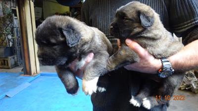 Cuccioli Pastore del caucaso in vendita - Foto 3