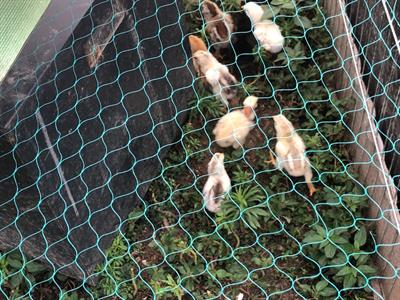 Pulcini pulcinotti galline ornamentali allevate in purezza