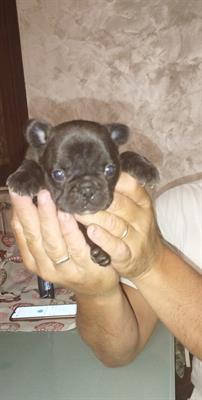 Bulldog francese