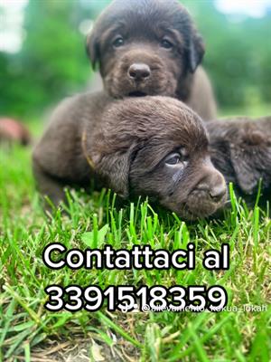 Labrador cioccolato