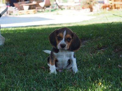 Cuccioli Beagle con Pedigree alta genealogia