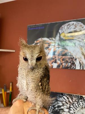 Assiolo Indiano Baby Otus bakkamoena - Anteprima 1