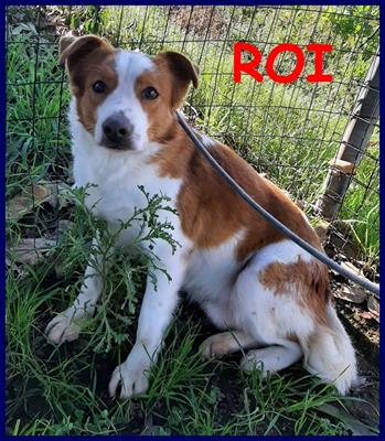 ROI 5 anni tgmediabellissimo